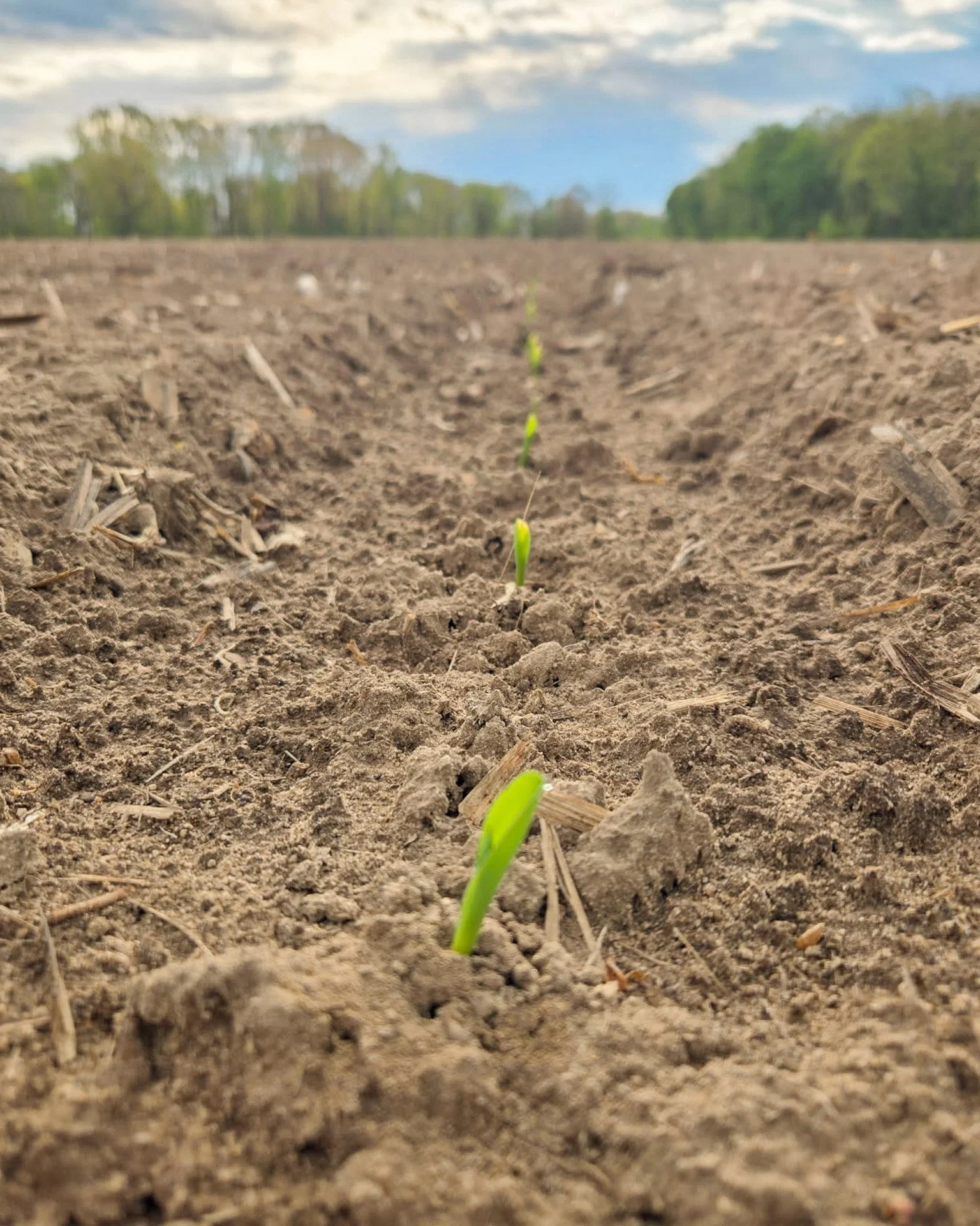 Our fields are waking up! 😍🌽