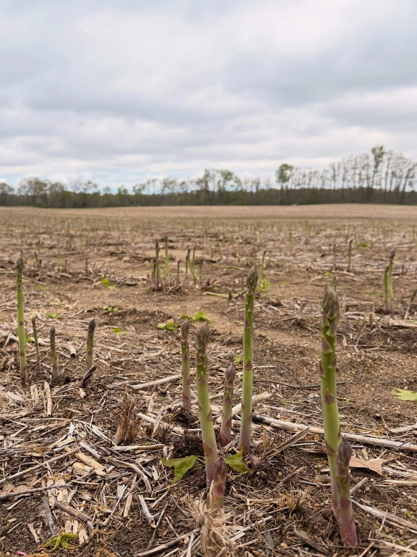 Nothing says spring like fresh asparagus! 🙌🏼

Asparagus is one of the first fresh vegetables ready in the spring. Its spears can grow several inches in a single day during warm weather 😯 making harvest season exciting and fast-paced!