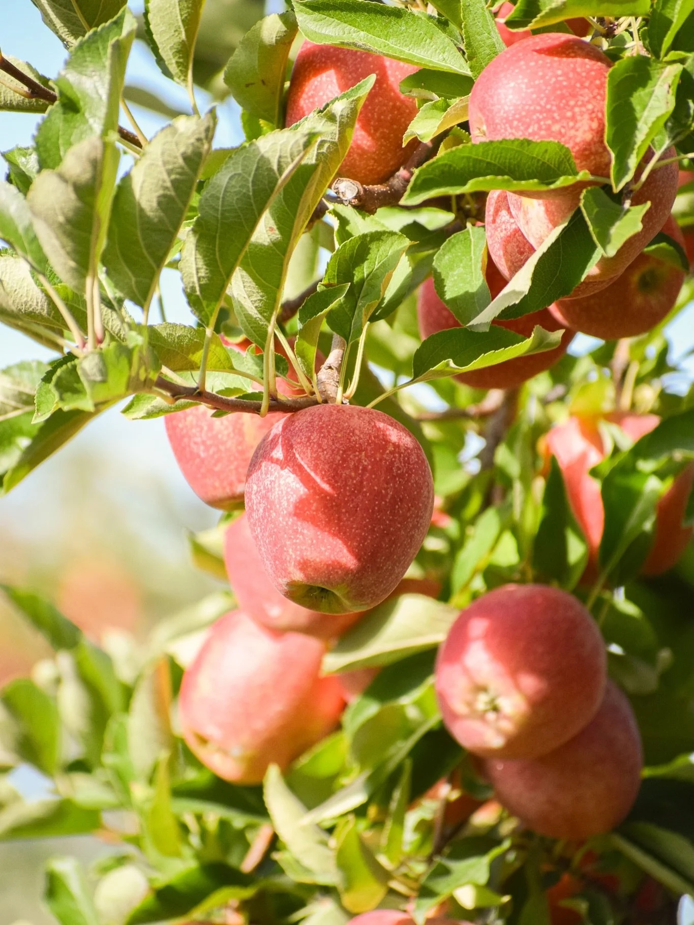 Apple harvest is in full swing at Berrybrook! 🍎

Although it may look simple, harvesting apples is a very tedious, hands-on job. Each apple is carefully hand-picked to help prevent bruising and protect the quality of the fruit.

And here&rsquo;s som