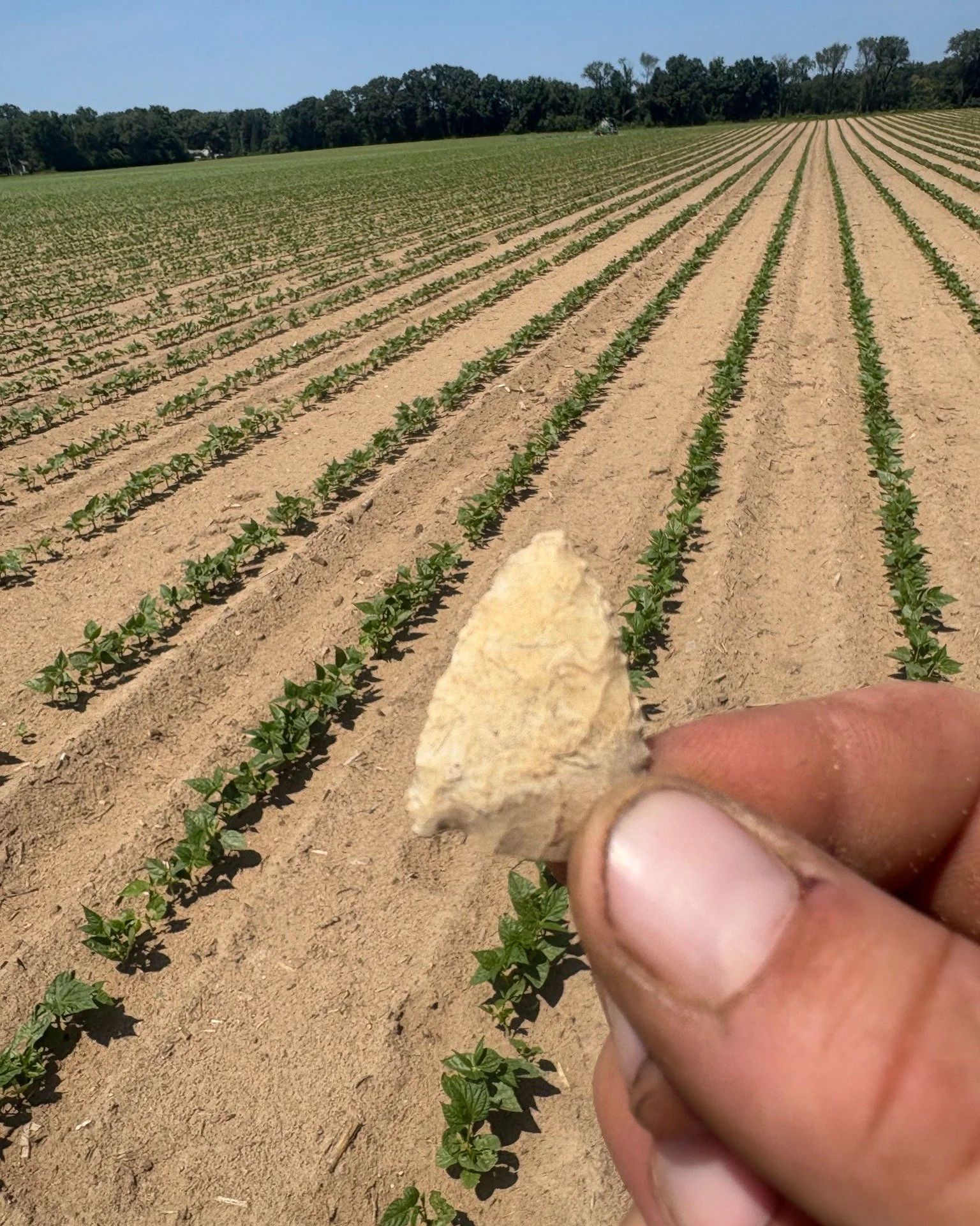 A little piece of history found right here in one of our fields! 🌾 

📷: Scott Hassle Jr