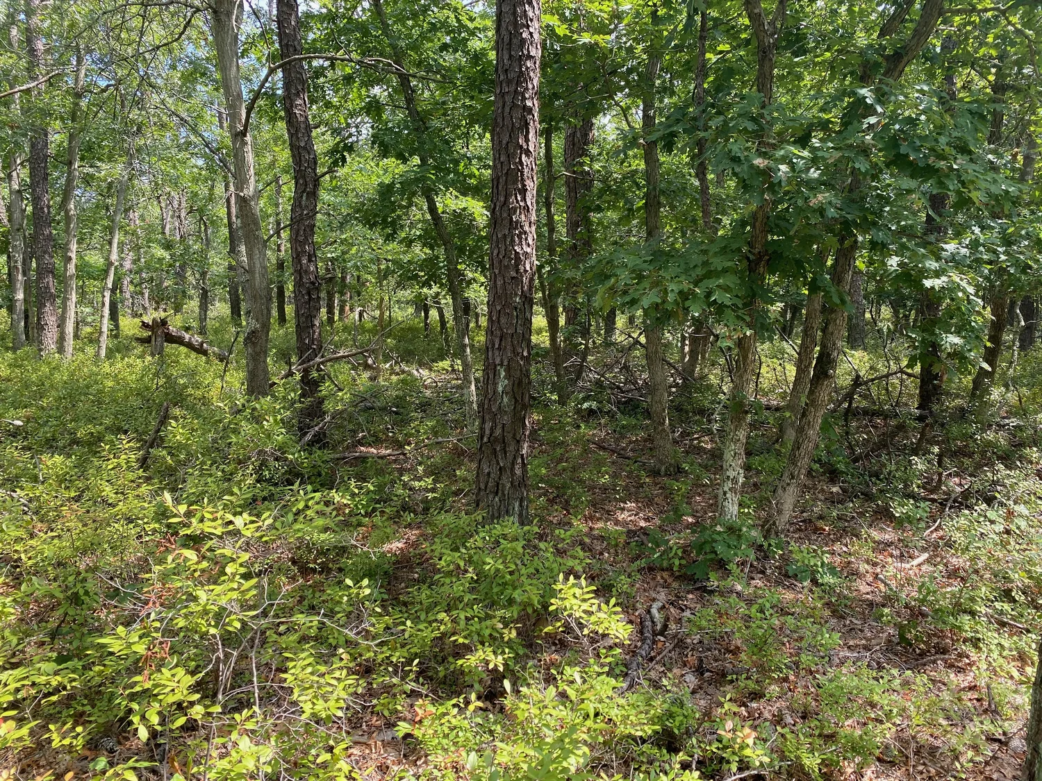 Project Development — Lewis Road PRD