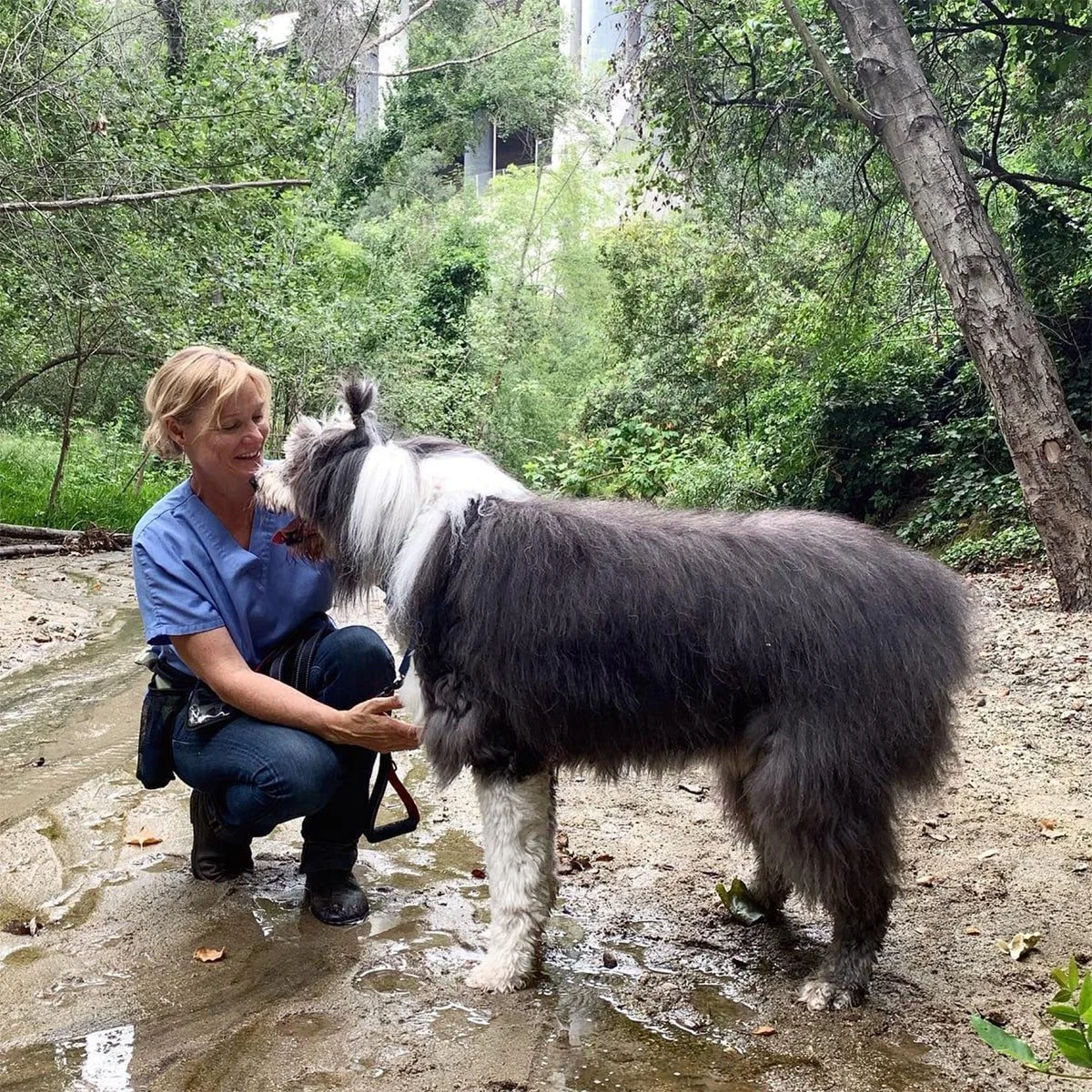 A woman in a blue shirt kneels on a forest trail, smiling as she plays with her dog, a large fluffy dog with black, white, and gray fur, standing in shallow water among trees and greenery.