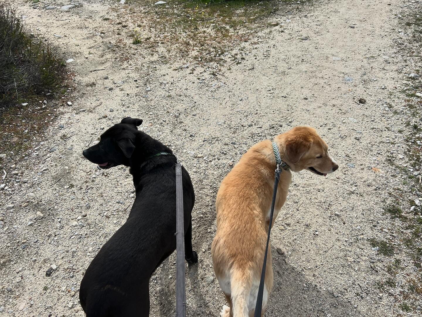 yes
both
Ryder + Casey