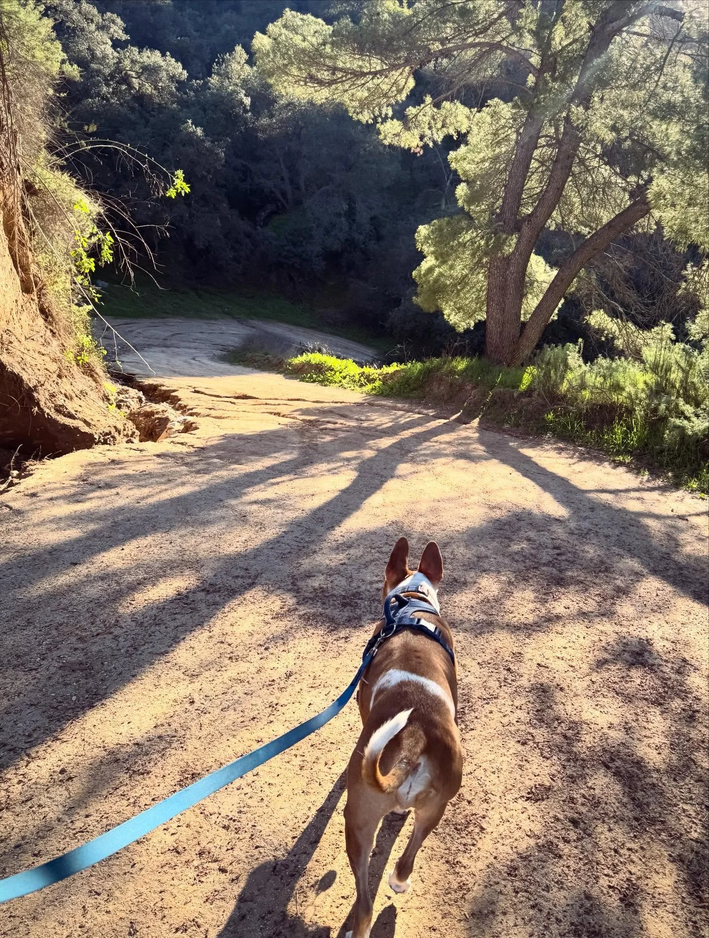 Indie and I trailblaze
to remember

Indie already knows
how to say yes
how to listen forward
how to trust the next step

I don&rsquo;t guide him
I match him

wind moving through us
nothing caught

the earth holds
because it does
when there is no aski