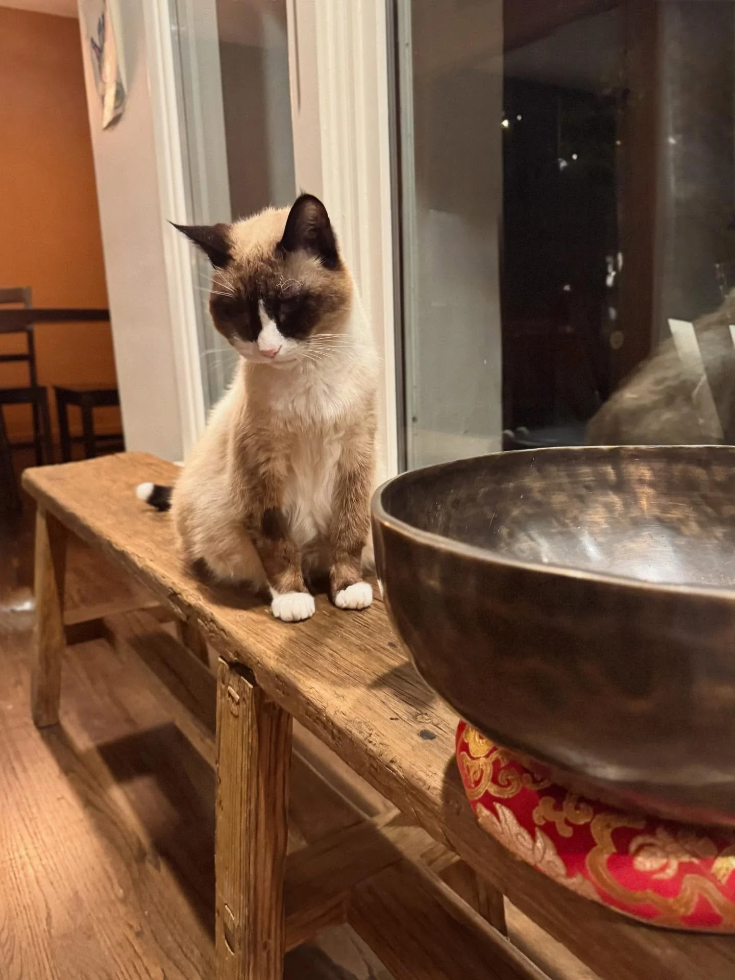 Simon sits
where sound becomes touch

the bowl sings
and the bench carries it
into paws
into bone
into the quiet architecture of his chest

nothing asks him to change
the tone is steady
predictable
safe

and his body listens

eyes soften
ears rest
th