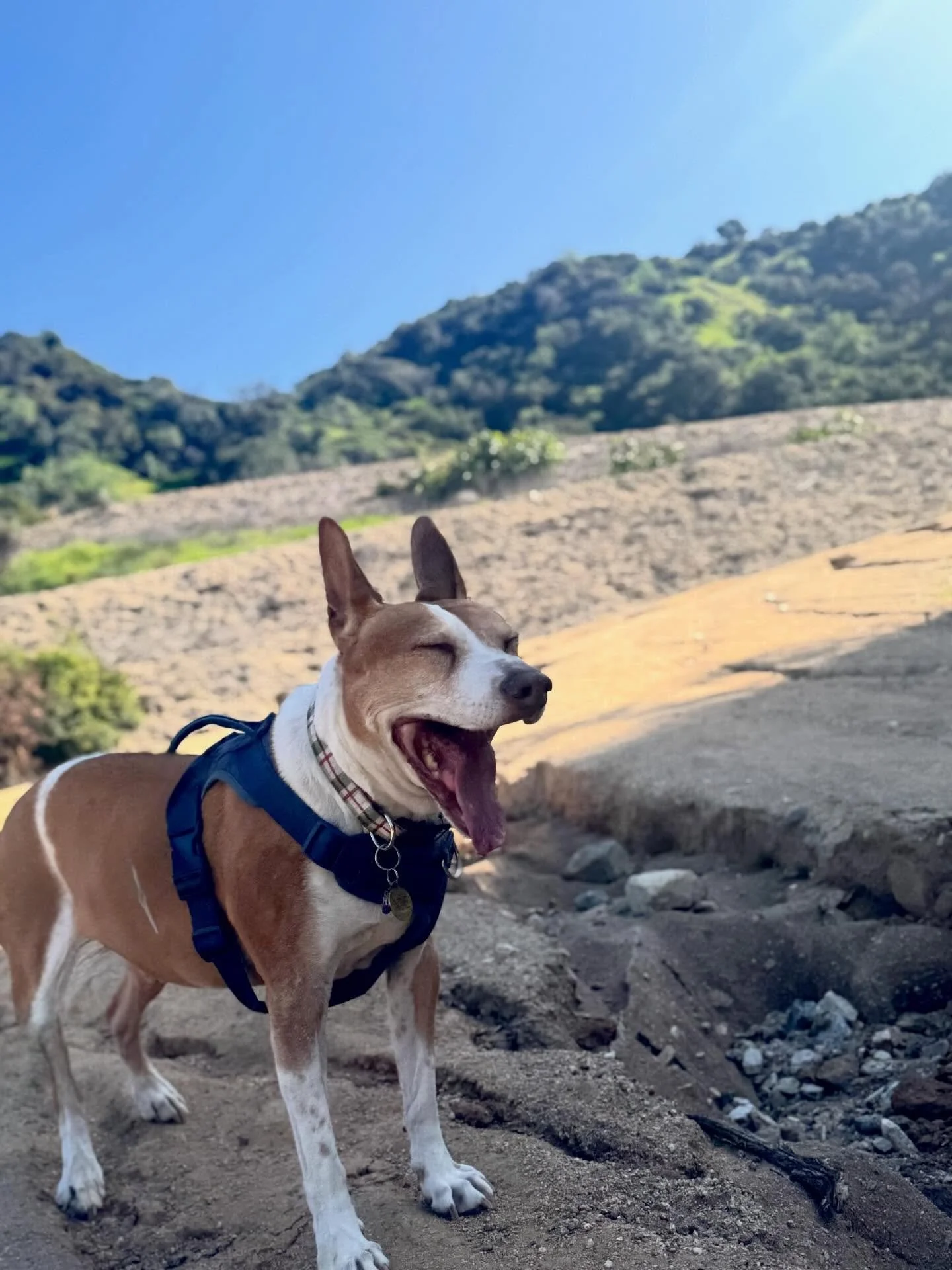 Indie speaks mountain
it&rsquo;s a wild language

I only get to witness
the smile part