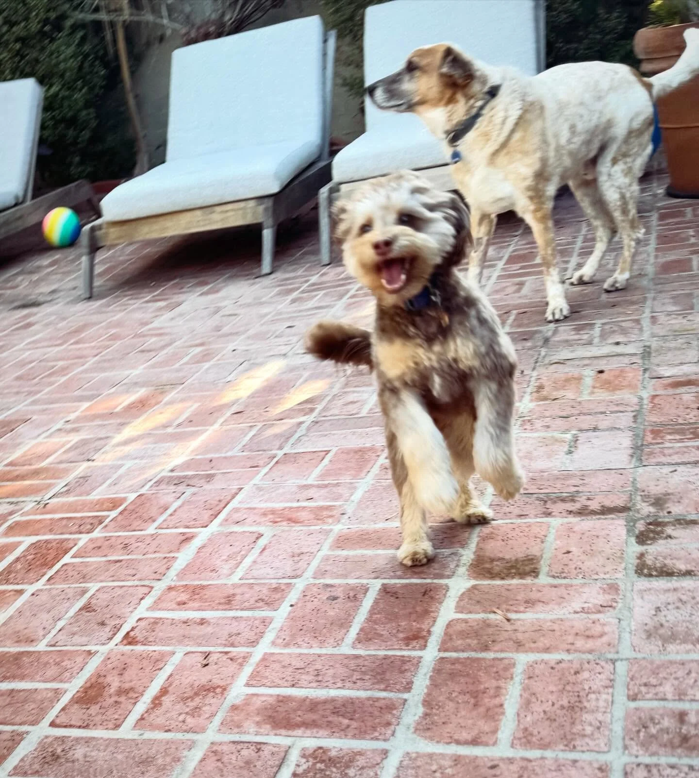 Astor
master of the long pause

Hazel
director of sudden joy