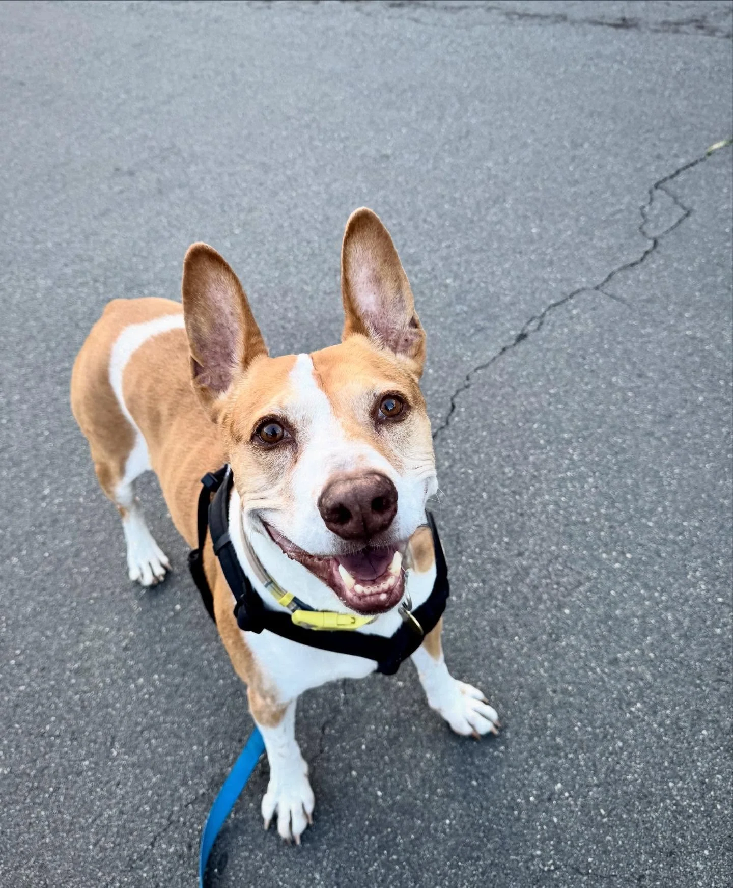 I am INDIE
pit corgi creation
I patrol joy
I monitor snacks
I supervise humans
because someone has to
