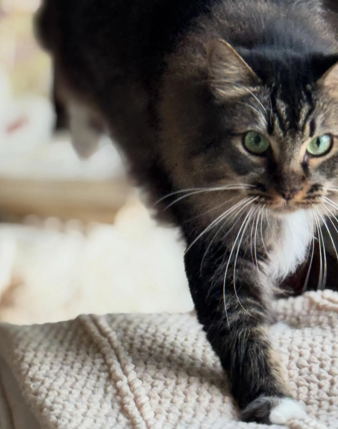 IMPORTANT NOTE 
for cat guardians

many loving guardians give Churu
tubes often called
kitty crack
because their cats go wild for it

that intensity
is the signal

these treats contain
PROPYLENE GLYCOL
a compound used in antifreeze systems
that cats 