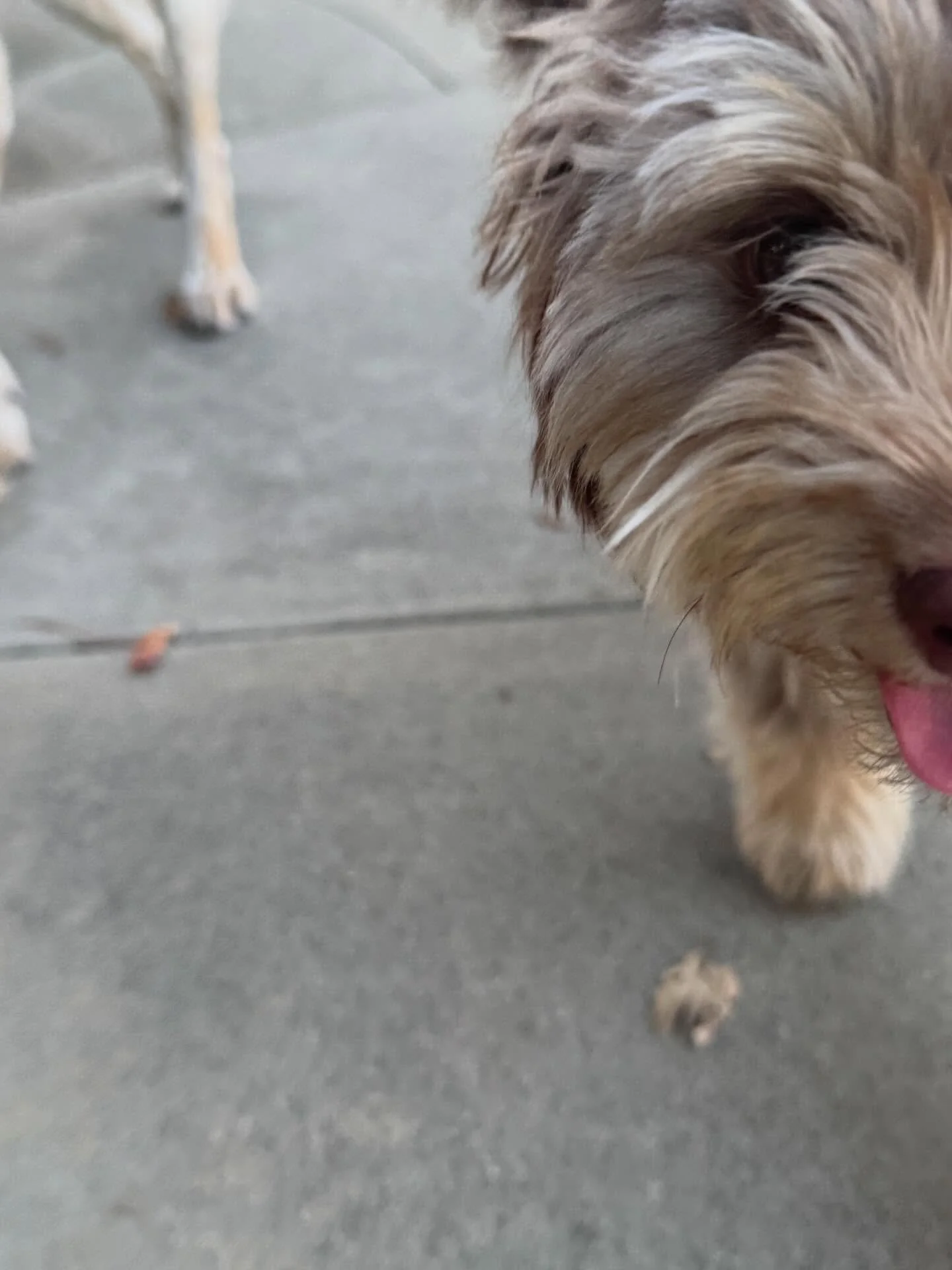 sunset walkabout

Astor
fourteen years young
wisdom in his hips
ears keeping time
each sniff
a paragraph

Hazel
six months
pure motion
gravity optional

joy cartwheels
the world arrives
again
and again

between them
a path
that remembers
and begins