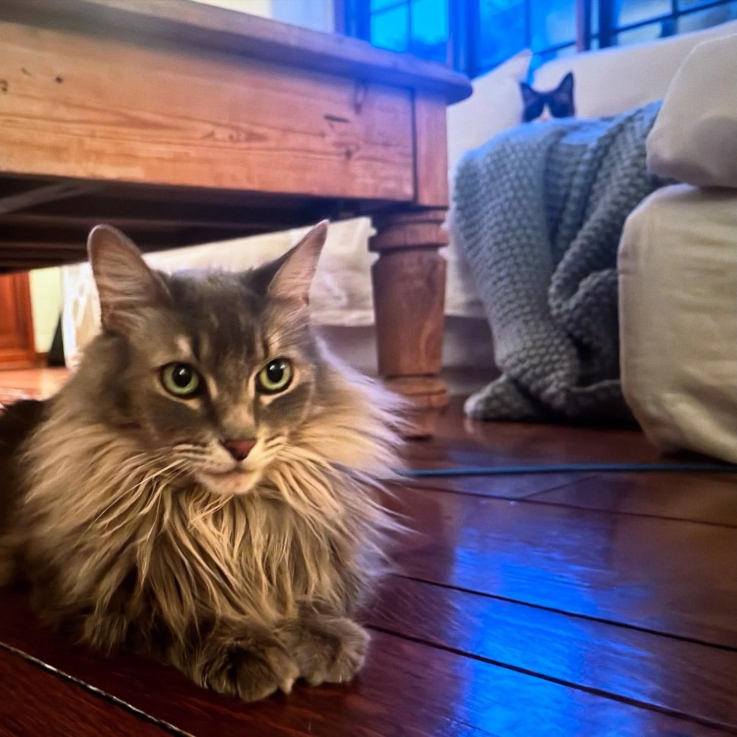 Cat Nap
Dudley + Simon