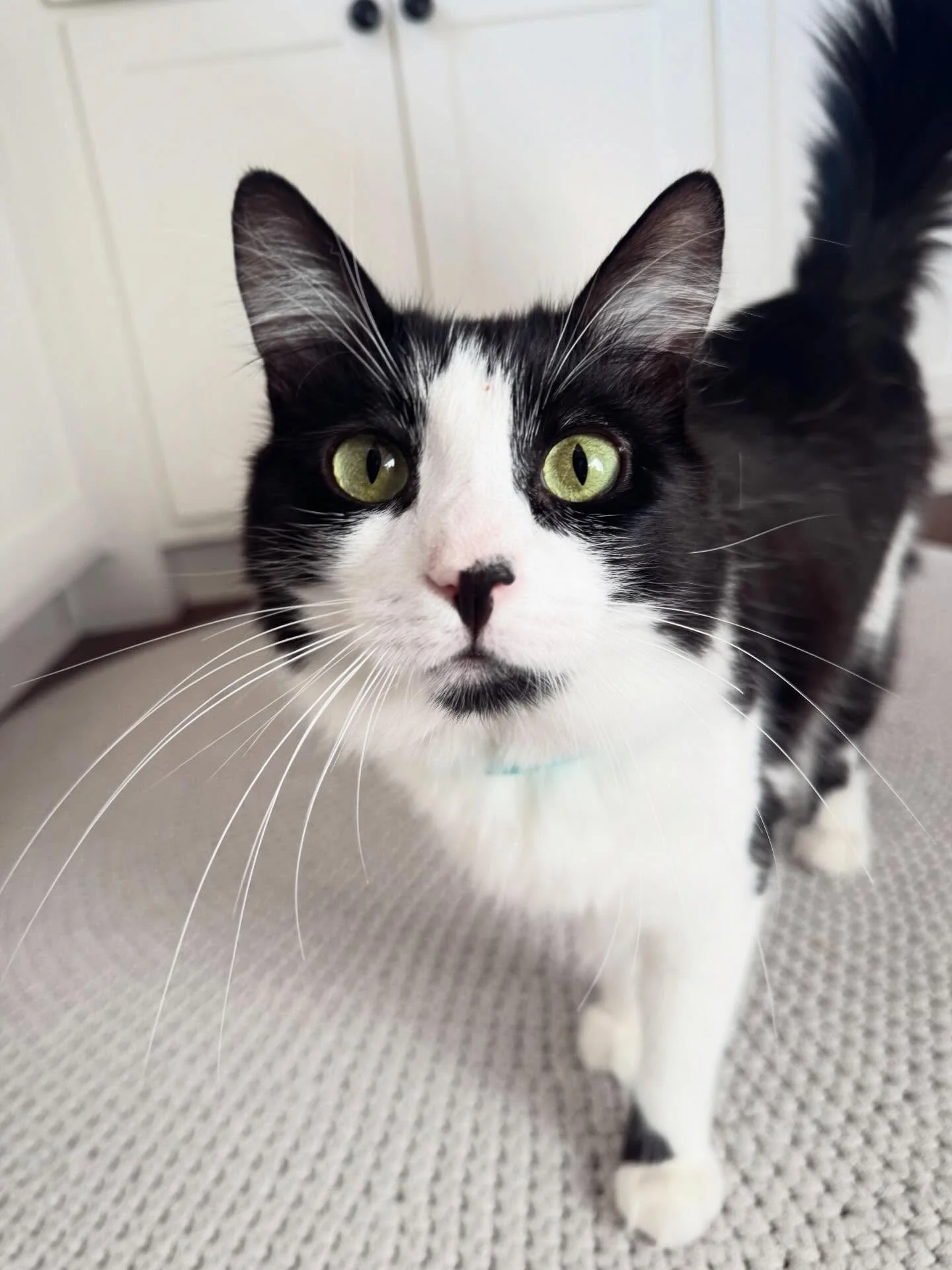 if you are lucky 
an animal might notice you

no ceremony
no philosophy

just bright eyes and a little curiosity

suddenly 
whatever you were worrying about 
looks rather unnecessary

like a blinking stop sign

wait

listen

the birds singing
breath 