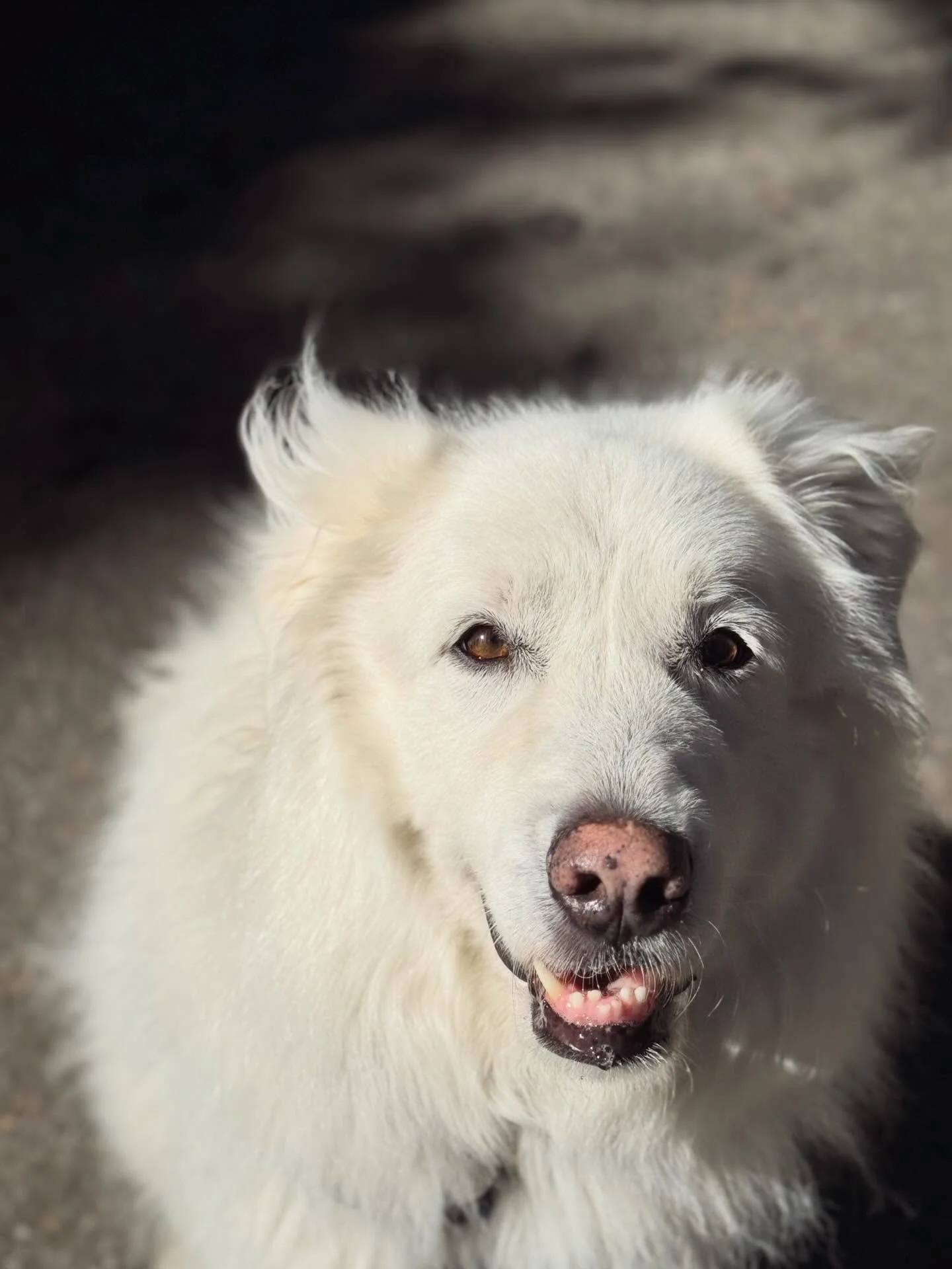 Dolly

white mountain
of opinion

guardian
comedian
professional rule breaker

path chooser
wind listener
connoisseur
of questionable snacks

she ushered in
two small humans

twins learning breath
Dolly already fluent
in the language
of earth and mis