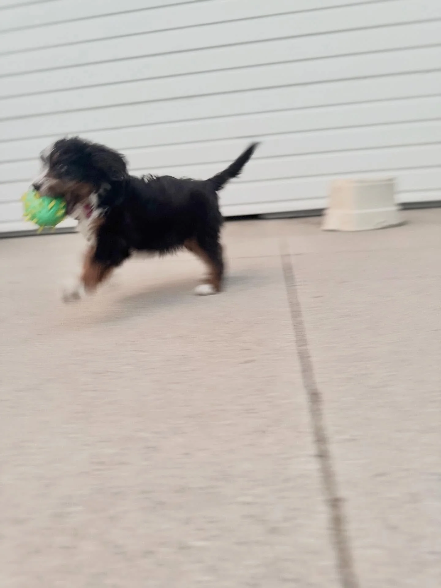 Finn

little body
bursts of firsts

everything
a yes

you move
like water

no edges
no holding back

just
toward what calls

a leaf
a sound
a flicker of light

each one
the most important thing

joy
arrives
fully

bright eyes
where everything
is wond