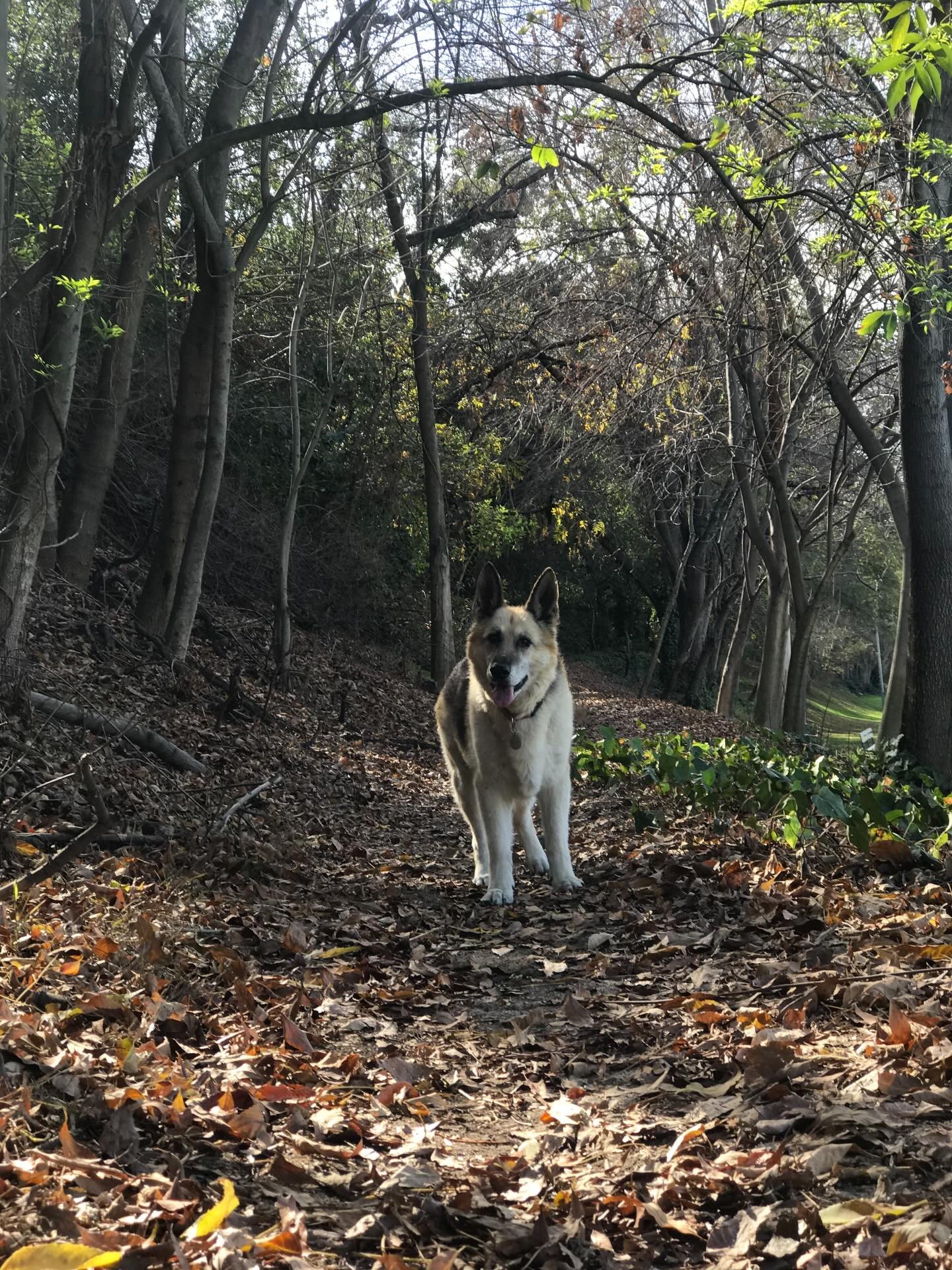 Bowbie 🤍

a movie about
being beside
a frequency
just soft enough
to remind the world
how to listen

camera opens on a path 
dirt
leaves
light moving slowly through trees

two beings walk side-by-side

not matching pace
just together

one is quieter
