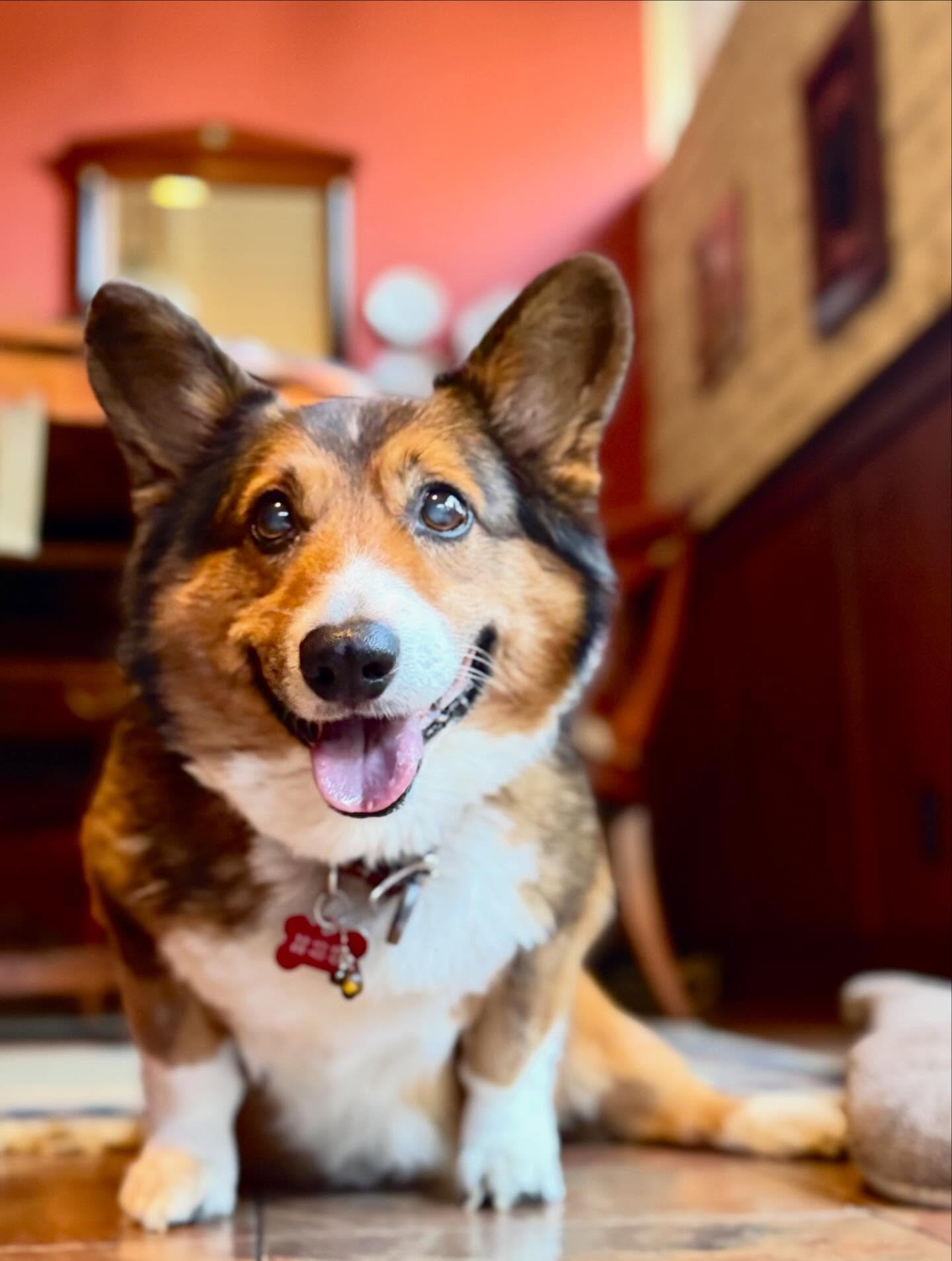 oh Huck

there you are

ears tuned
to the birds secret code

14 years
and still
you meet the world
like it&rsquo;s just arrived

busy
being delighted

by air
by scent
by love
showing up

Huck
joy boy
expert in presence