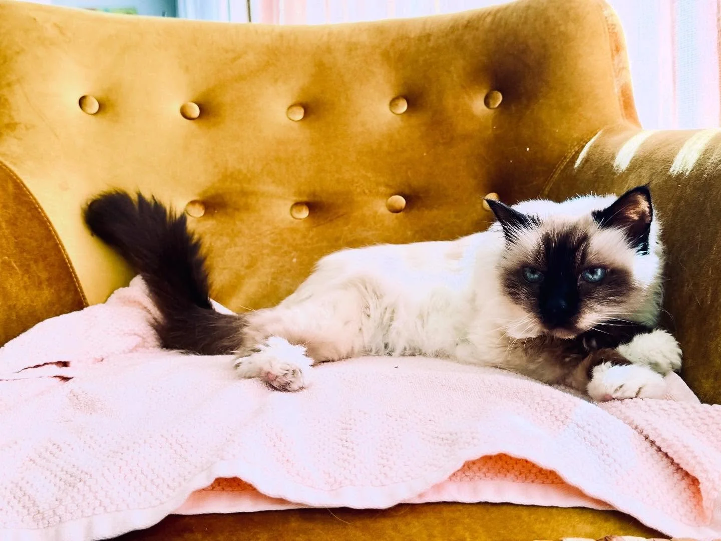 Chita has perfected elegance in 20 years