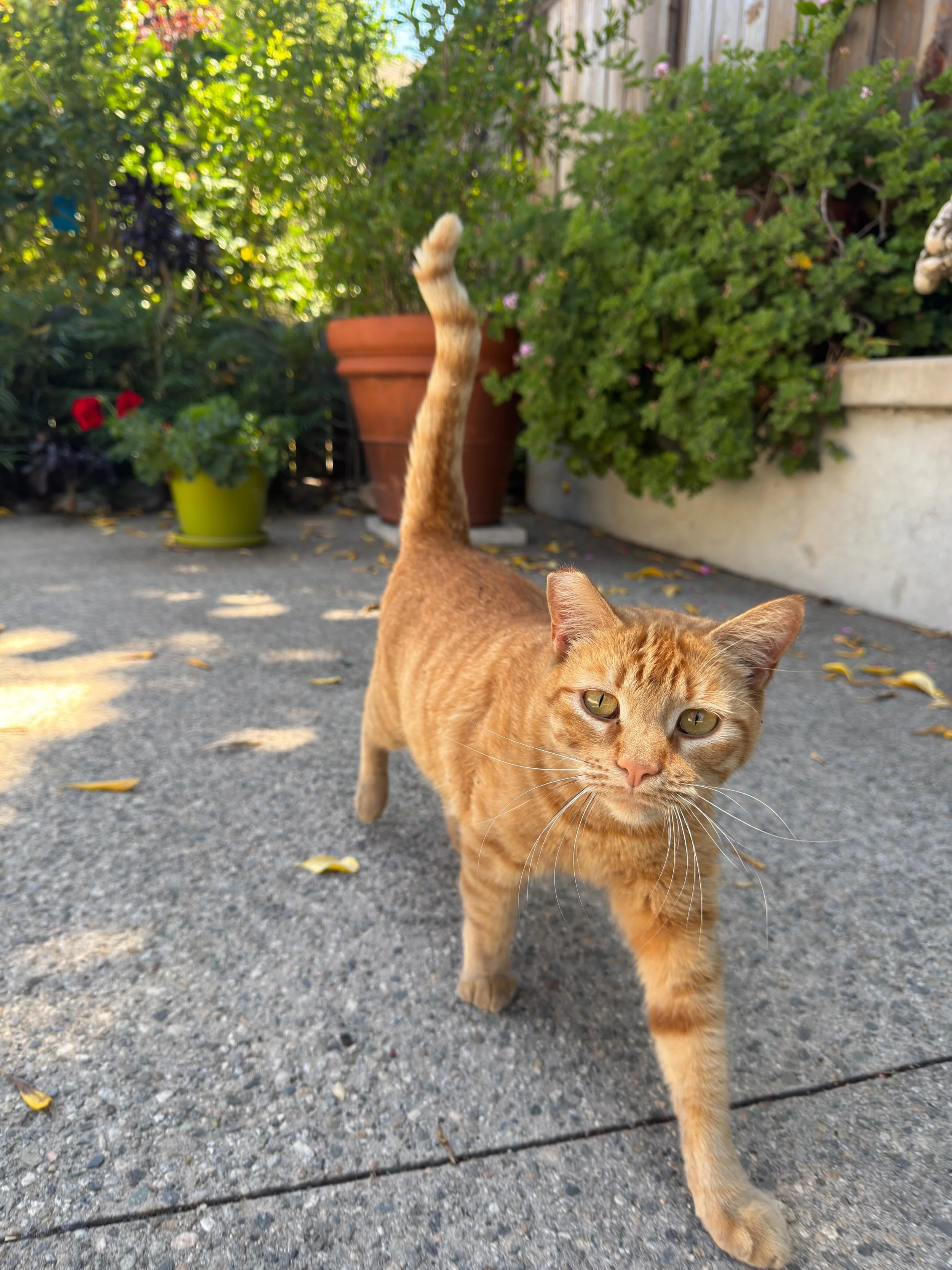 GINGER

ambassador
for gentleness

🧡🐾