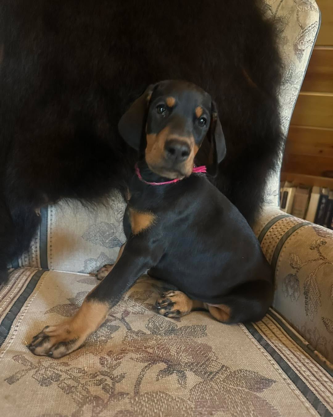 Our Callan x Keena puppies are growing beautifully! These little ones are thriving, exploring, and getting more playful each day. Raised with love and care in the Maine wilderness, they are well-socialized, happy, and healthy.

We love watching their