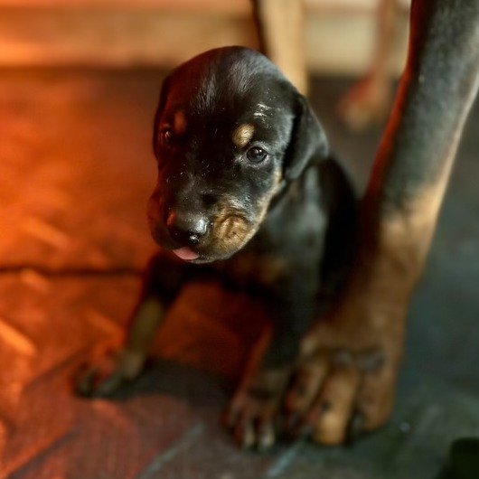 These little ones are growing fast and full of personality! 🐶 learning to crawl and the sweetest cuddle sessions, they&rsquo;re already stealing hearts. ❤️

If you&rsquo;ve been thinking about adding a Doberman to your family, now&rsquo;s your chanc