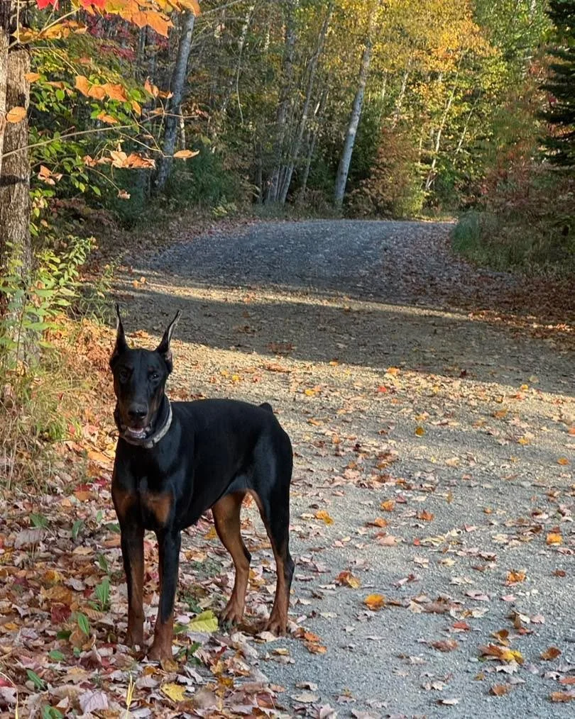 Meet Athena- returned 10-Month-Old Female doberman being rehomed.

She&rsquo;s up-to-date on all vaccinations, has had extensive basic obedience training, and is AKC registered from European lines with health-tested parents. Ears are still being post