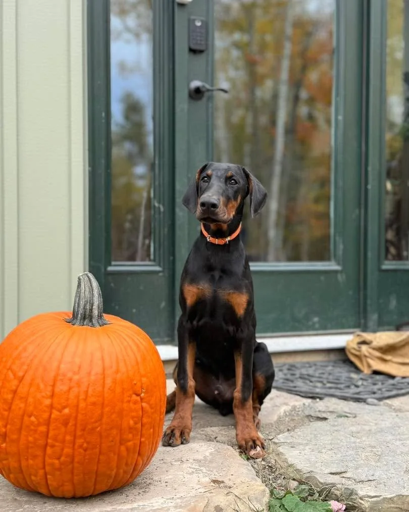 4 month old AKC male Doberman puppy from Slava x Callan litter. Raised with children and other dogs in home. Fully crate trained and potty trained. Laidback fellow who loves attention and walks with the &ldquo;big girls&rdquo;. He&rsquo;s mellow and 