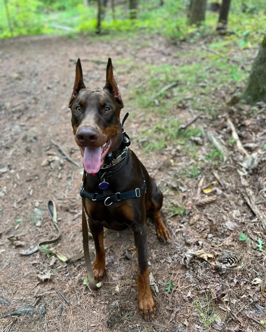 We LOVE receiving updates on our puppies!! Here is Roman -a 10 month old male from our Dec. 2024 litter. Swipe to see him as a wee little pup! He&rsquo;s so big now and thriving with him family in Massachusetts.