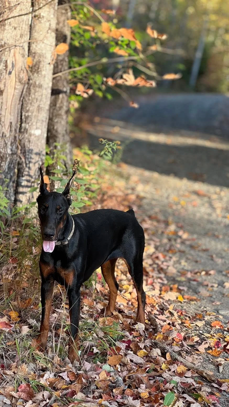 Meet Athena

Athena is a 1‑year‑old cropped female Doberman who has grown up around kids and family life. She&rsquo;s very friendly, well adjusted, and loves being part of whatever you&rsquo;re doing.

She&rsquo;s used to long walks and has plenty of