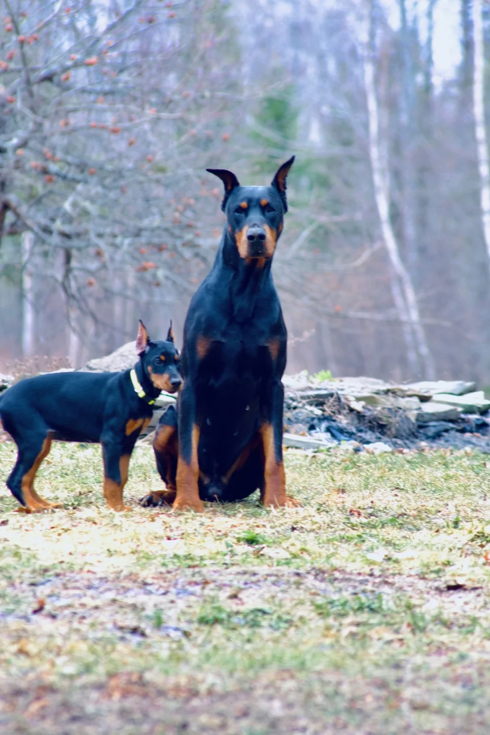 Maine Dobermans