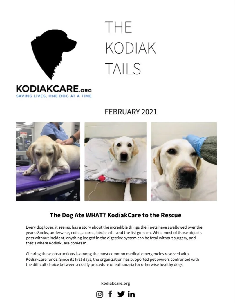 The Dog Ate WHAT? KodiakCare to the Rescue
