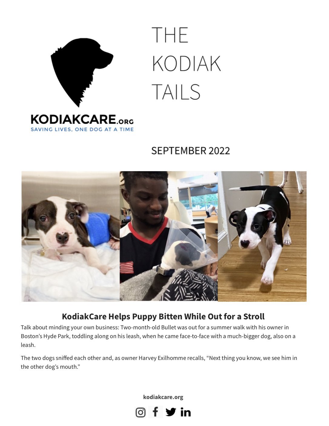 KodiakCare Helps Puppy Bitten While Out for a Stroll. The Kodiak Tails Sept 2022