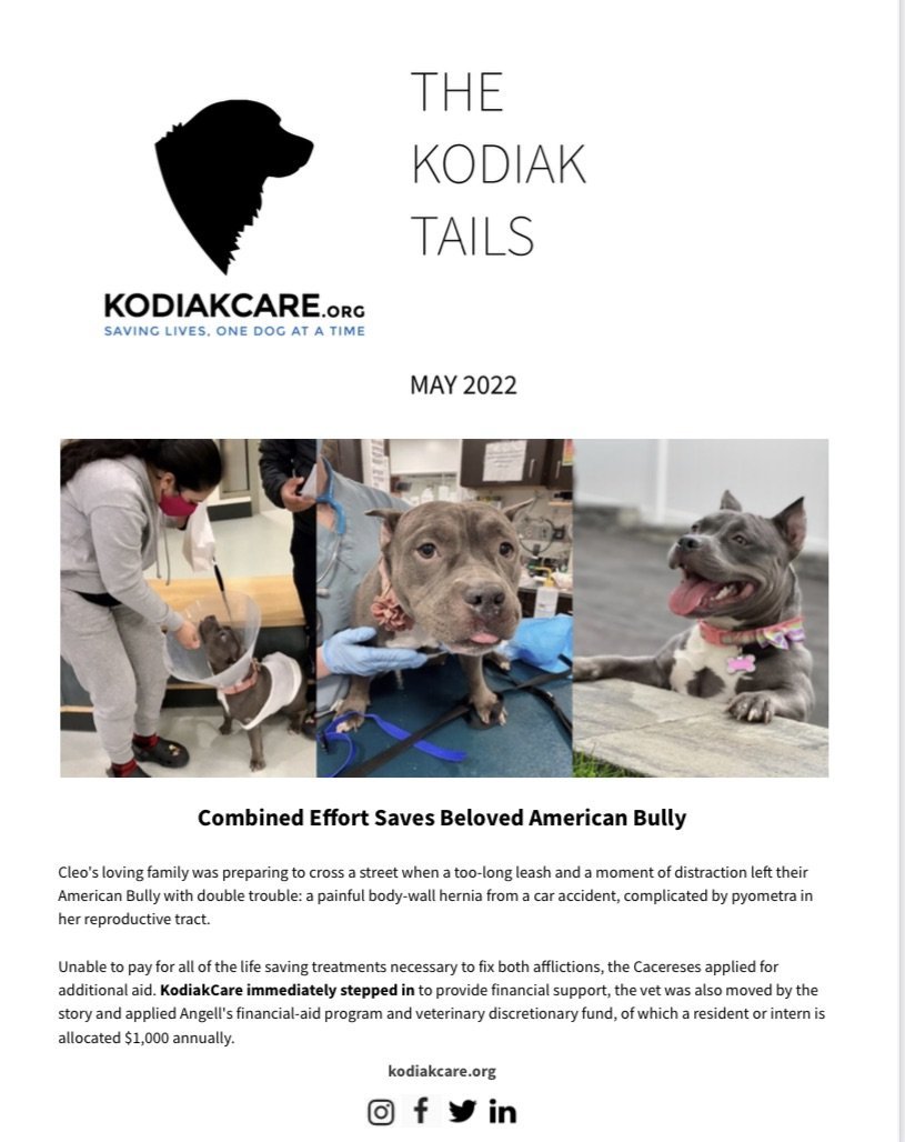 KodiakCare Newsletter May 2022-Combined Effort Saves Beloved American Bully 