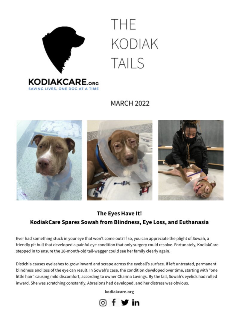 The Eyes Have It! KodiakCare Spares Sowah from Blindness, Eye Loss, and Euthanasia: The KodiakTails 3.2022