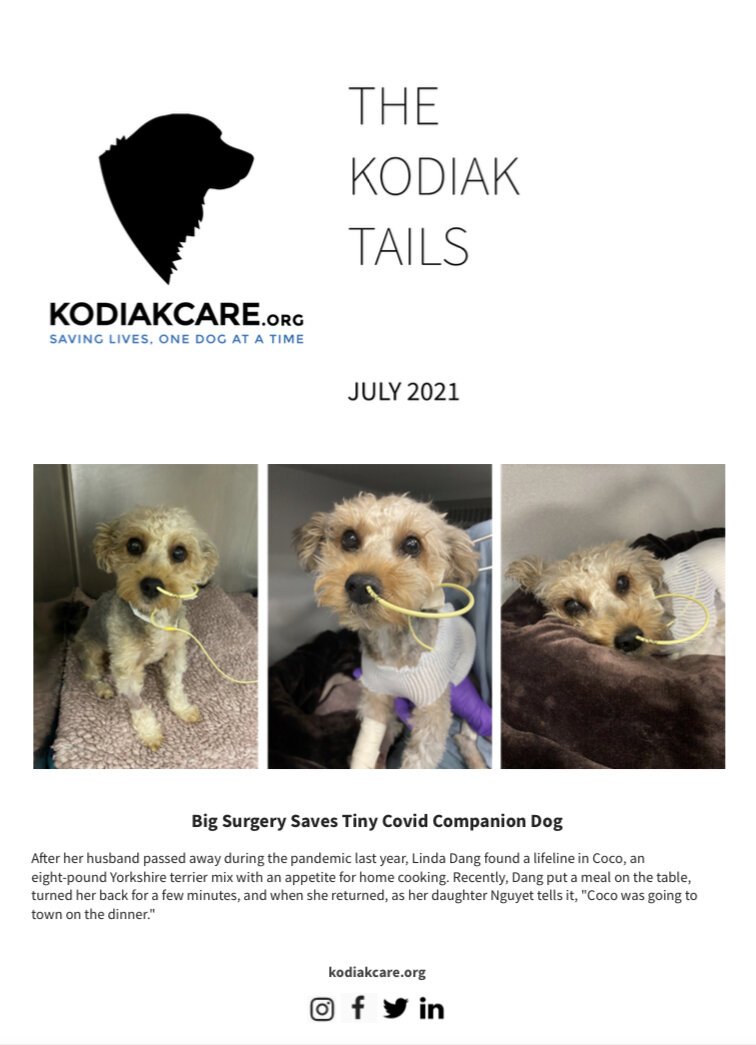 Big Surgery Saves Tiny Covid Companion Dog- The Kodiak Tails 7.2021