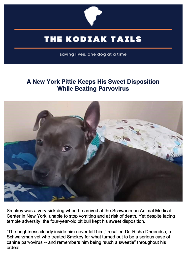 A New York Pittie Keeps His Sweet Disposition While Beating Parvovirus