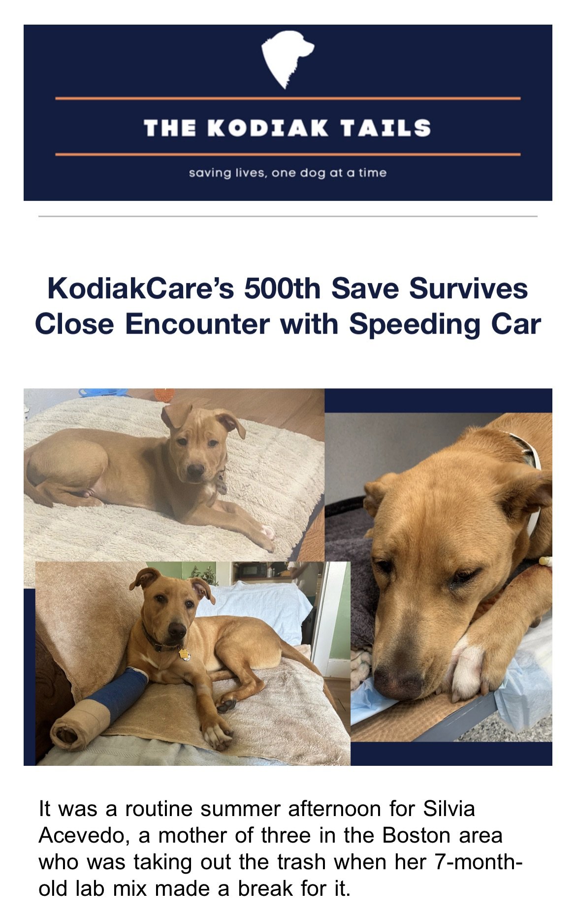 KodiakCare’s 500th Save Survives Close Encounter with Speeding Car: The KodiakCare Tails 9.2023