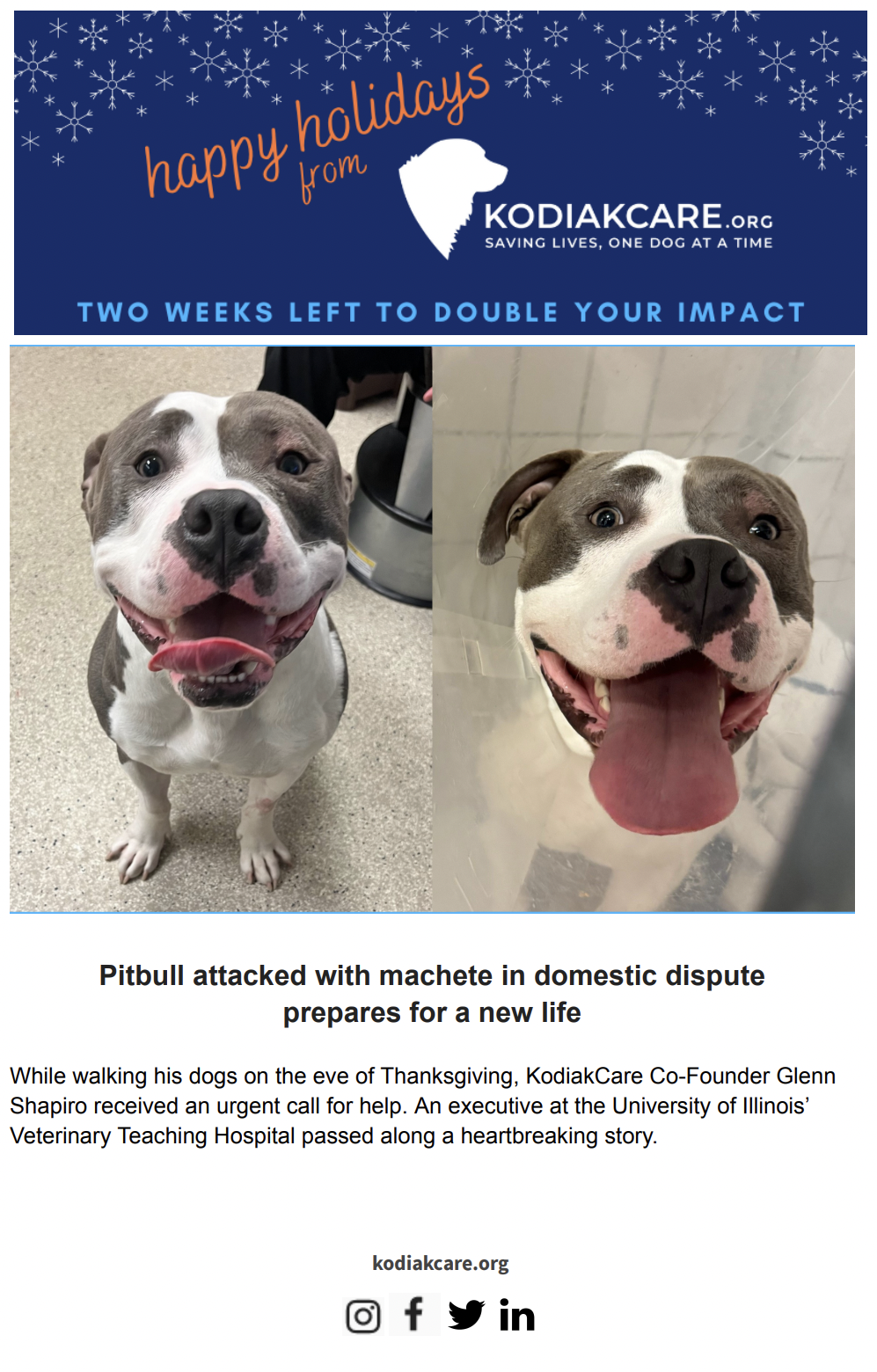 Pitbull attacked with machete in domestic dispute prepares for a new life