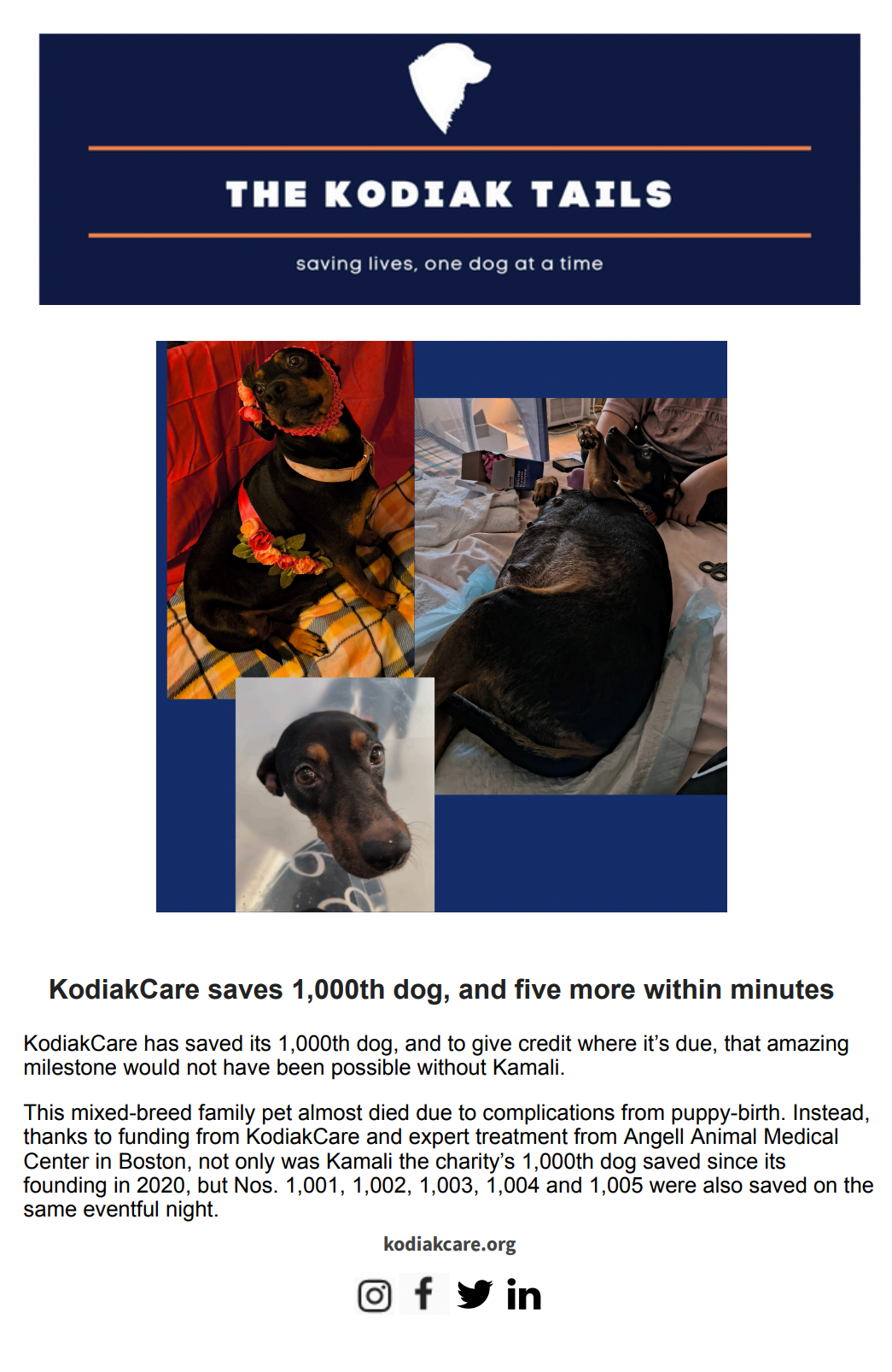 KodiakCare saves 1,000th dog, and five more within minutes