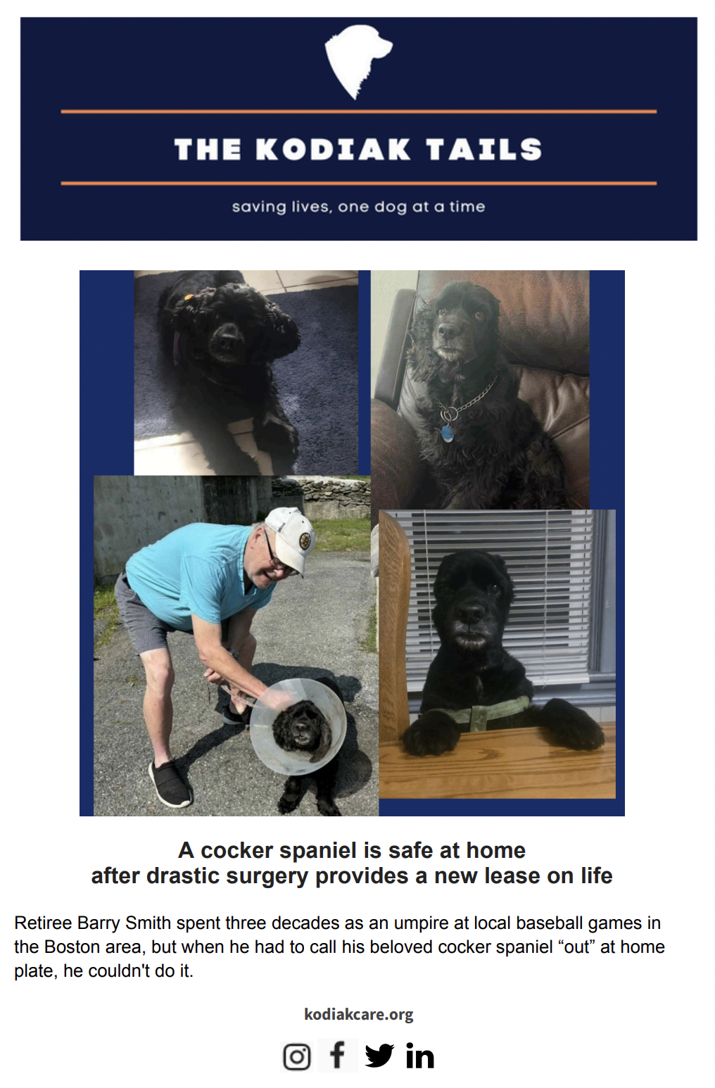 A cocker spaniel is safe at home after drastic surgery provides a new lease on life