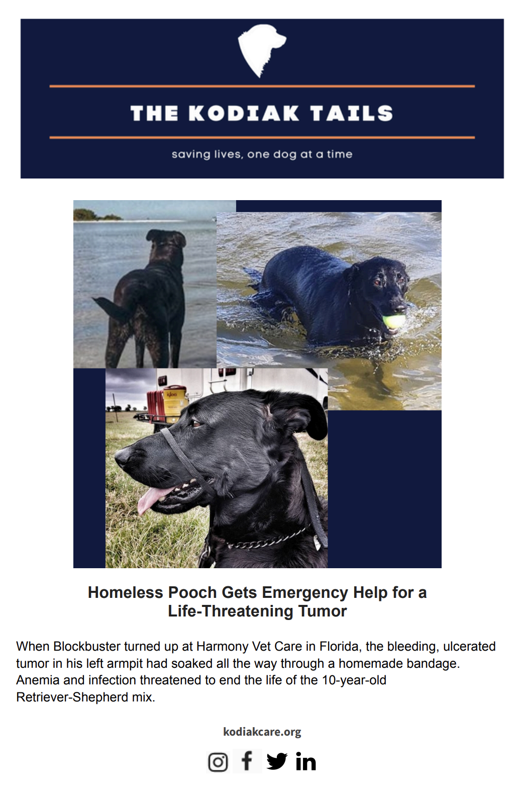 Homeless Pooch Gets Emergency Help for a Life-Threatening Tumor