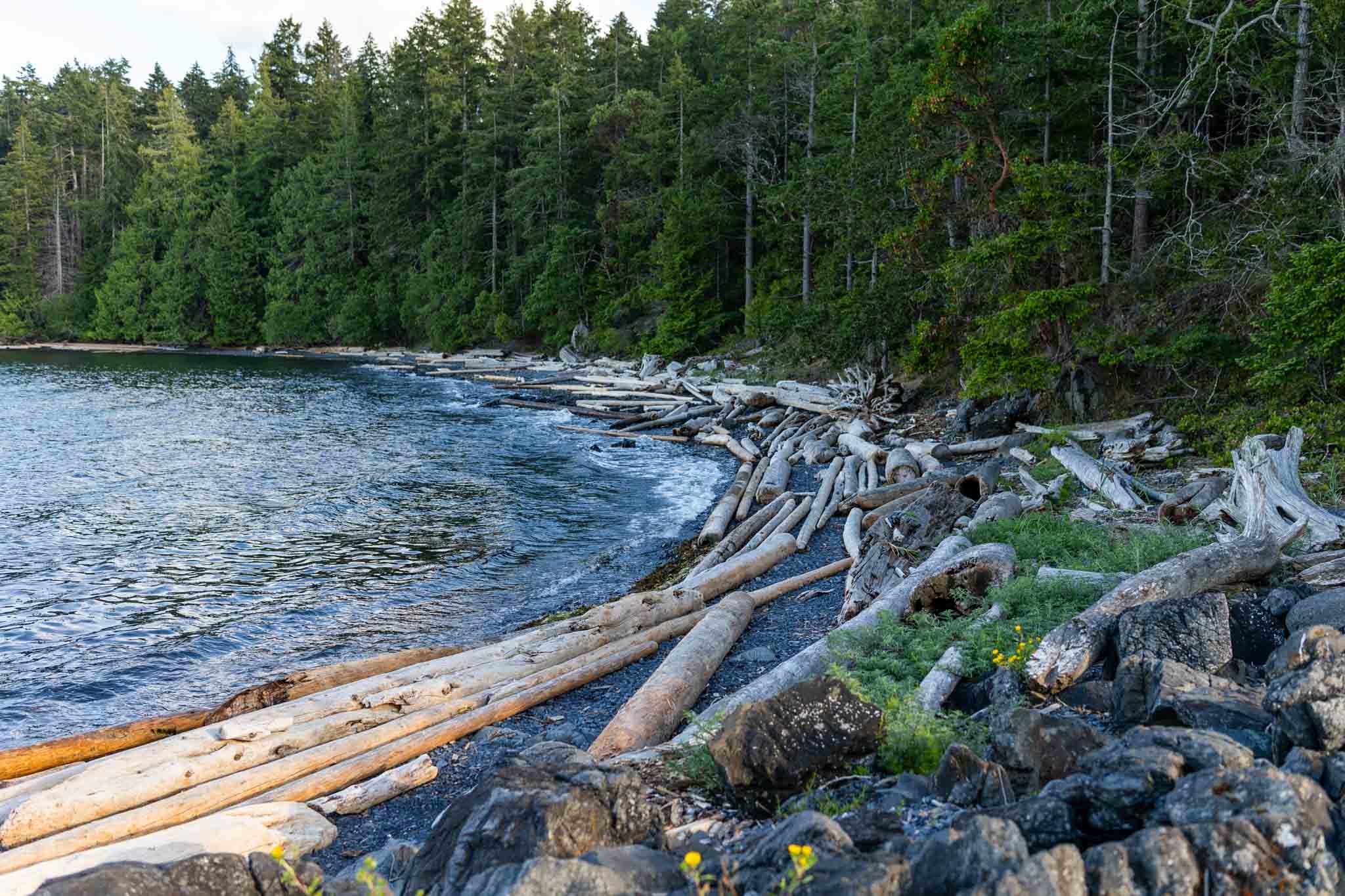 a scenic viewpoint of a rocky driftwood covered beach near nanaimo a beautiful family photo location