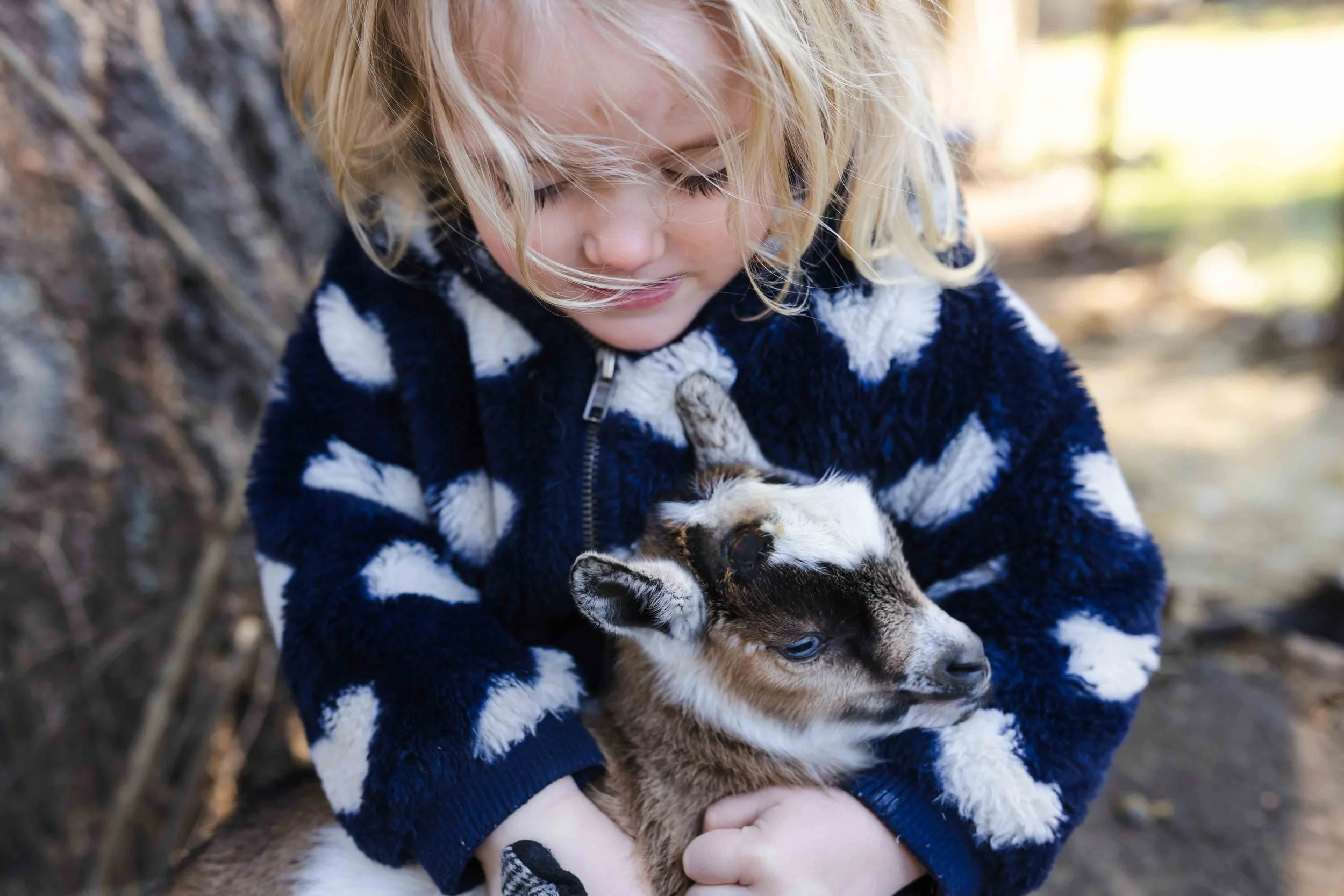 goats-2.jpg