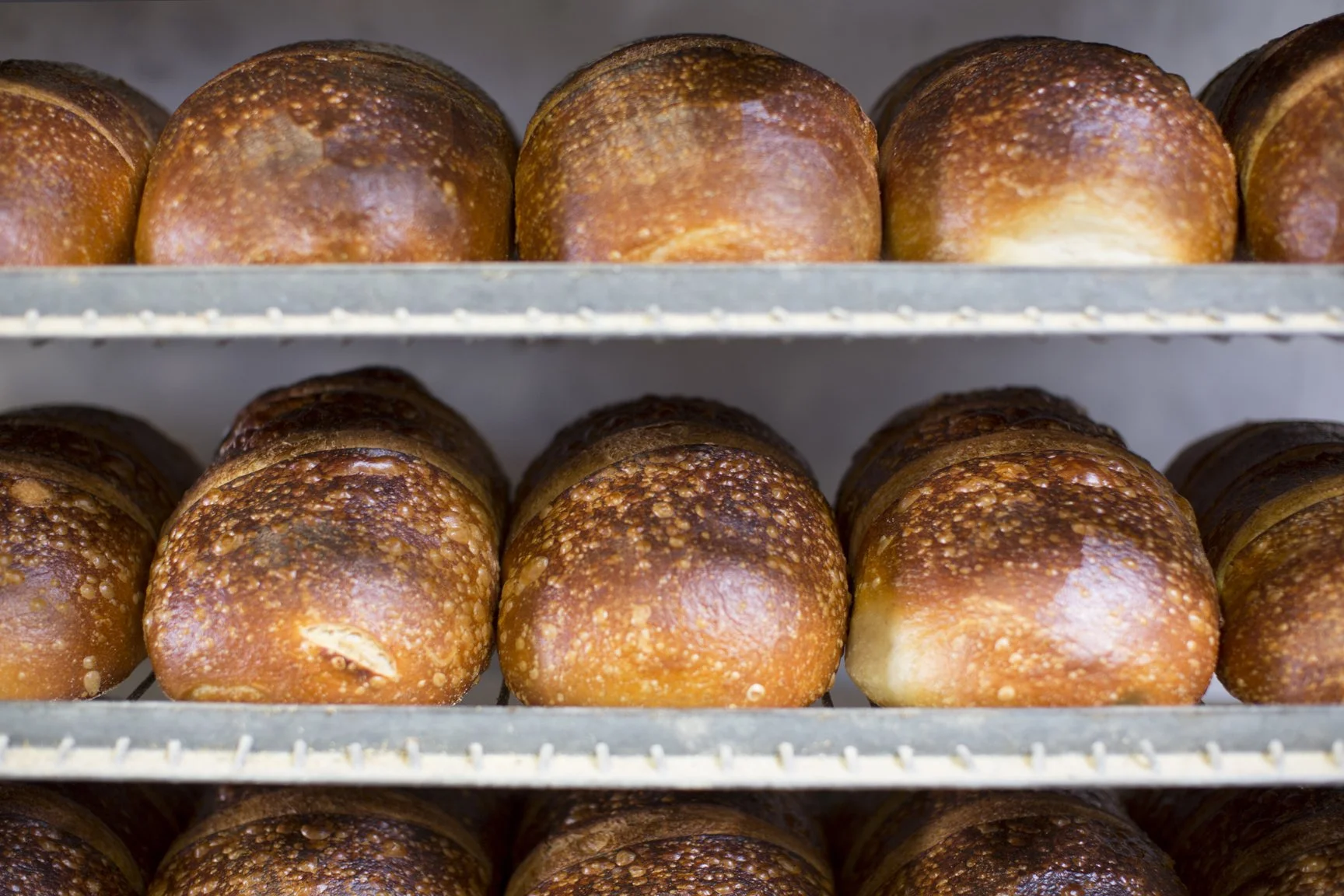 Rows of just baked crusty bread lined up side to side and up and down on a baking rack. 