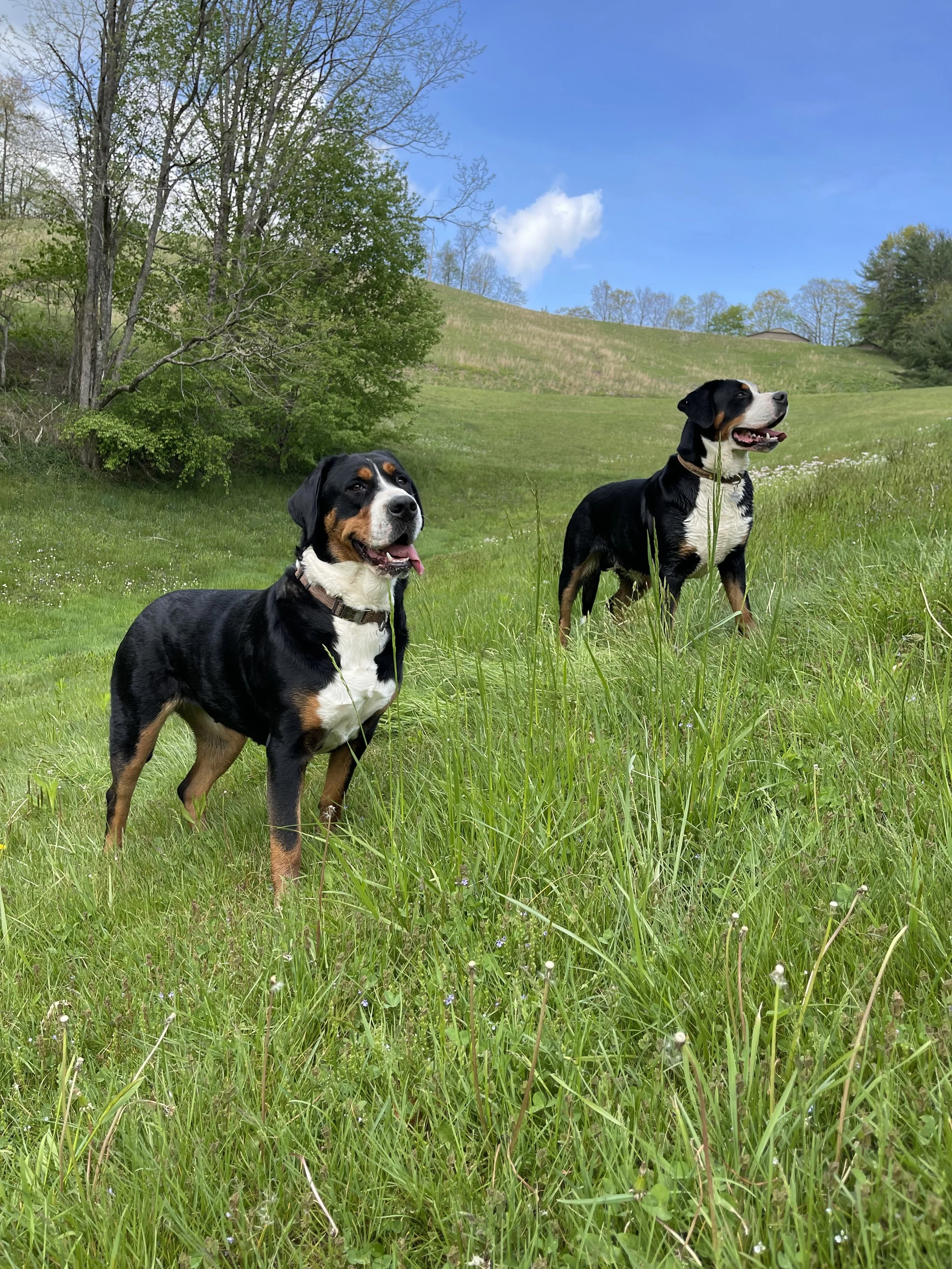 Mountain Dog Farm | Greater Swiss Mountain Dog Puppies For Sale, image size:2500x3333
