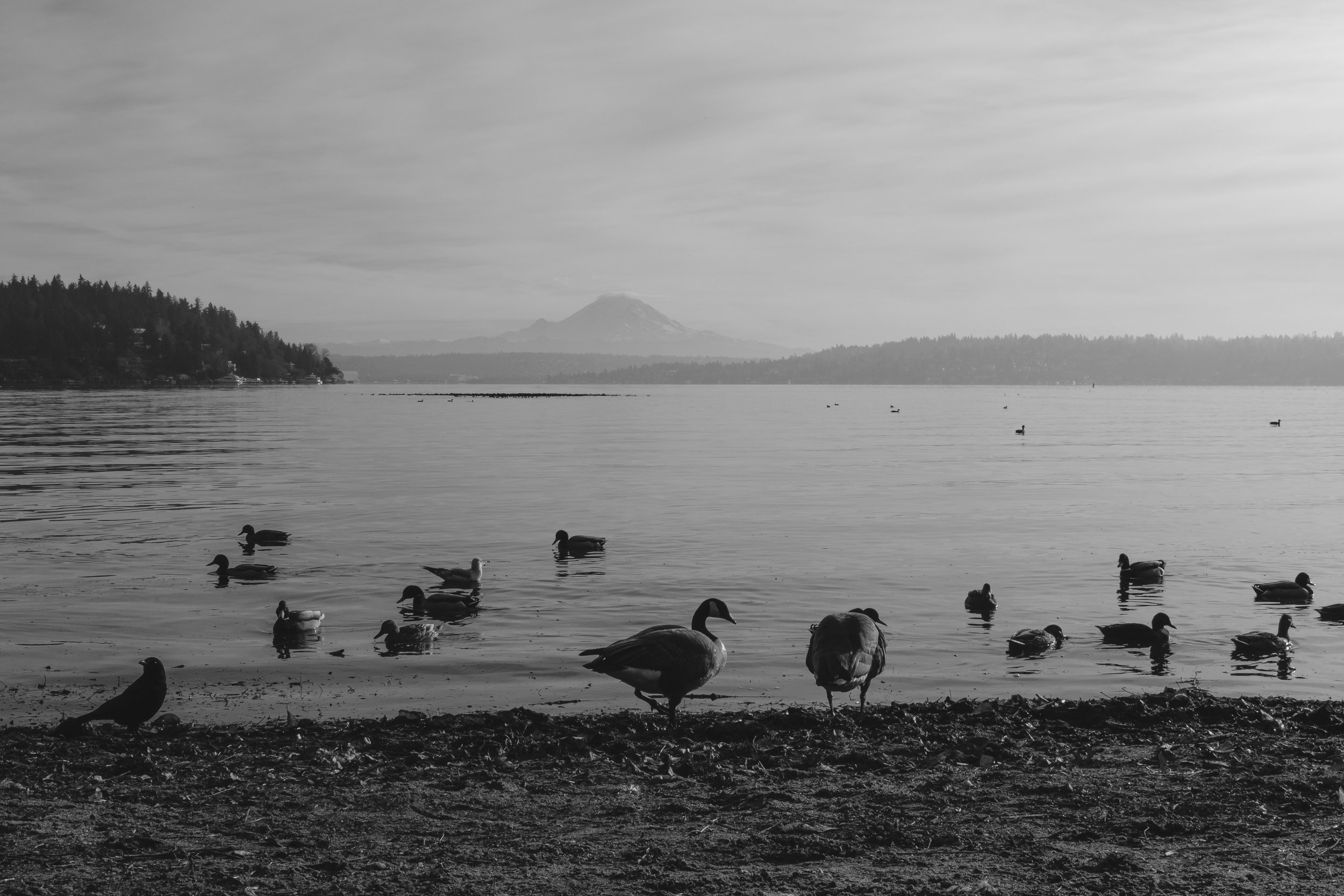 Mt. Rainier and Geese