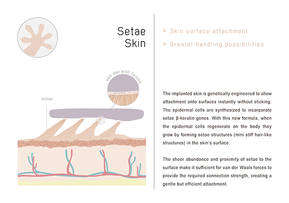 SETAE SKIN - From Speculative Design research TECHOSMETICS & THE SYNTHETIC SKIN SALON. Diagram of the human skin to showcase the artificially engineered skin that provides attachment on to surfaces.