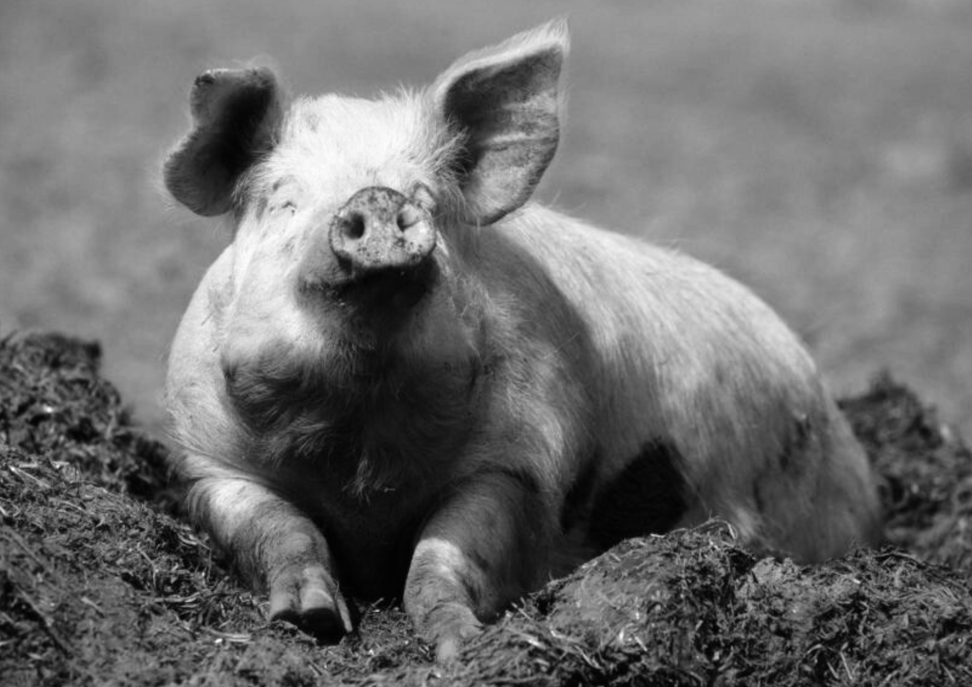 The Humane League