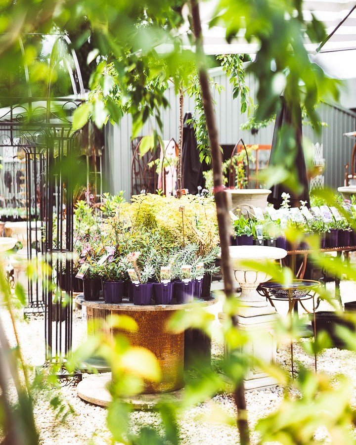 There's nothing better than home grown. Pop into The Malbon Nursery to see our wide range of plants, flowers and herbs available. A great way to bring colour and life into your home and backyard. 

Photo Credit @rushe_photography 

#plants #nursery #
