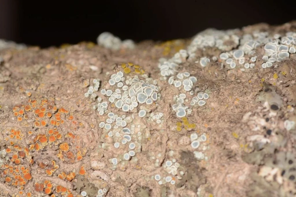 Three New Lichens with Erin Manzitto-Tripp