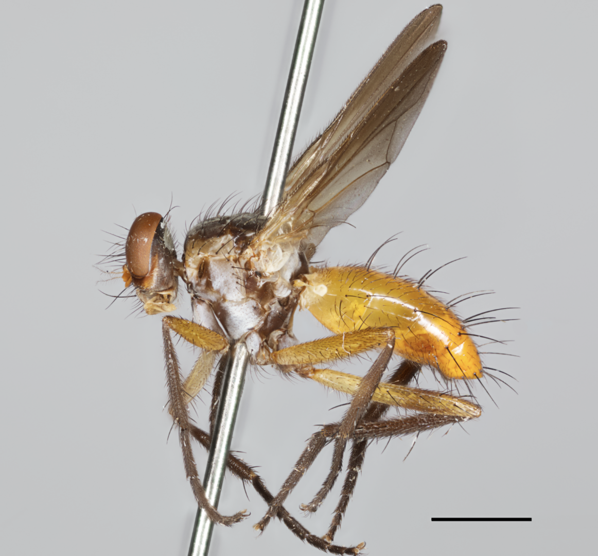 Two New Tachinid Flies with Rodrigo Dios